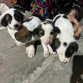 Alabay gücükleri mugt