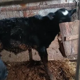 Öküzçe Galyşteýn