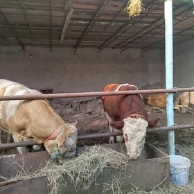 Симментал окузлер