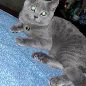 Британская кошечка