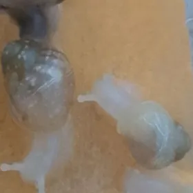 Улитки Ахатины