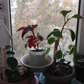 ДОМОШНИЕ ЦВЕТЫ