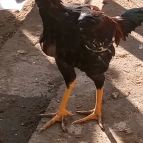 бойсов жуже