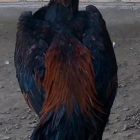 бойсов жуже