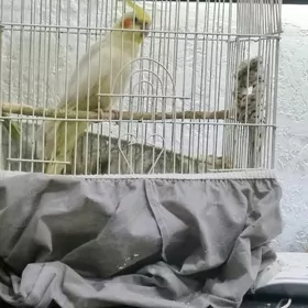 попугай  карелла