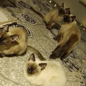 Сиамский пишик