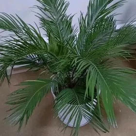 Пальма Цикас пышная