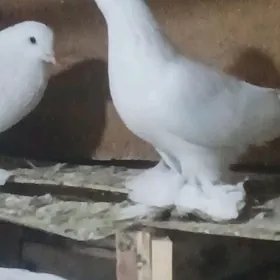 Kepderi Кепдери Голуби