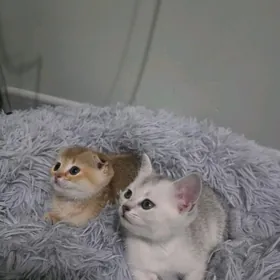 sinsilla zalatoy, serebristy