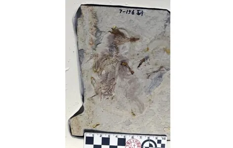 Странный конец: в Китае нашли древнюю птицу, которая подавилась камнями