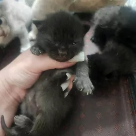 Шоколадные вислоухие