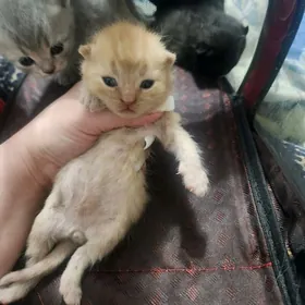 Рыже-персикового окраса