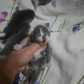 Шотландские феликс висл