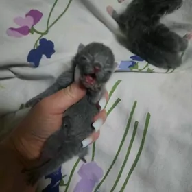 Голубого окраса