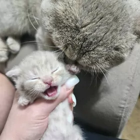 Молочный вислоухий