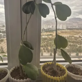 домашние цветы