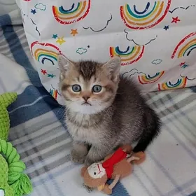 Золотая девочка