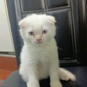 saklajak adama berjek