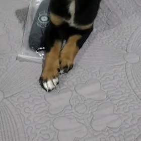 в добрые руки