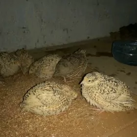 bedene  перепела