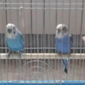 попугай popugaý