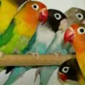 nerazluçniki неразлучники