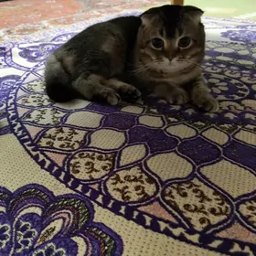 Şotlant ýatyk gulak pişik