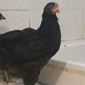 Maran gara medn Маран черно ме