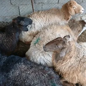 Bogaz gisar goyunlar.