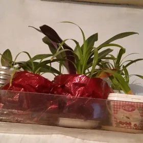 Óyde  ósyàñ  gúller