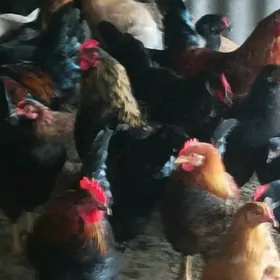 хороз хорозхороз