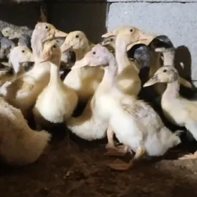 Ýaşylbaş gak gak ördek jüýje