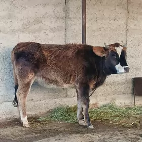 Tuwe 1 yaşan bakyda dur