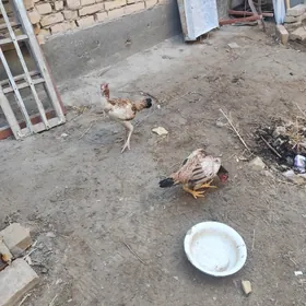 байсов товук