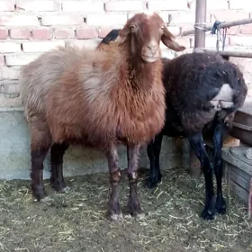 Gissar Goýunlar Semiz 2 Sanak