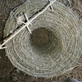 dikenli sym zabor ùçin