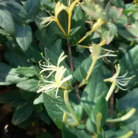 jasmin jimolos beresklet