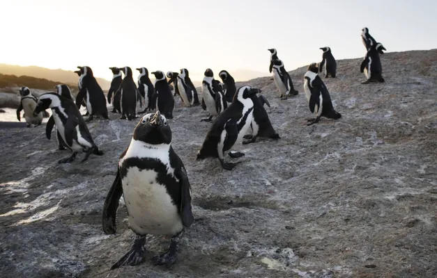Afrika pingwinleriniň sany 95% azaldy: 2036-njy ýyla çenli olar ýok bolup biler