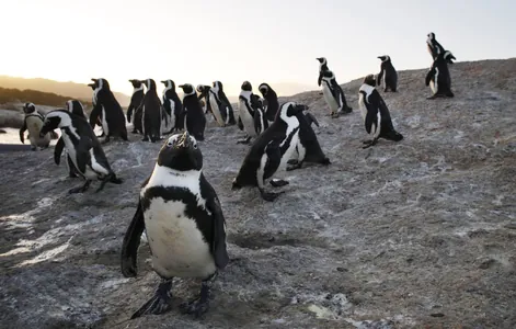 Afrika pingwinleriniň sany 95% azaldy: 2036-njy ýyla çenli olar ýok bolup biler