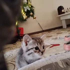 шотландские котята