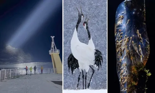 Змеи на крыльях бабочки и паучья ловушка: итоги фотоконкурса Royal Society Publishing — 2025