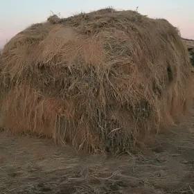 ёрунжа  клевер