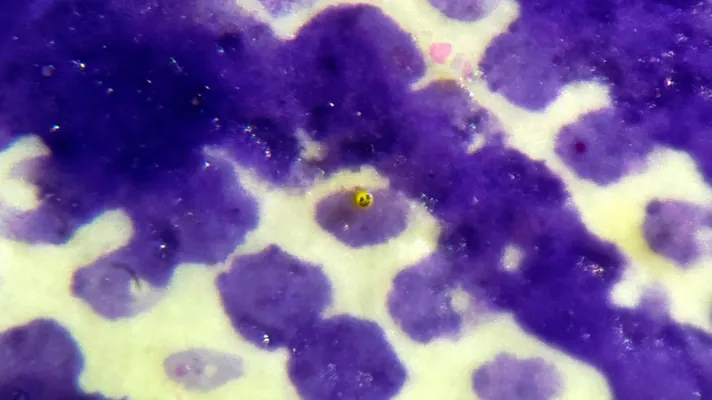 Британский мастер создал скульптуру размером с клетку крови