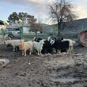 Ceviṣ ve. owlakly geci