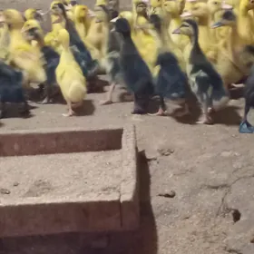 Ördek jüje gak gak