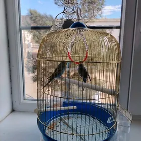 Papugay wolnistiy Папугай