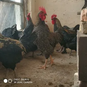 horoz towuk dominant ataks