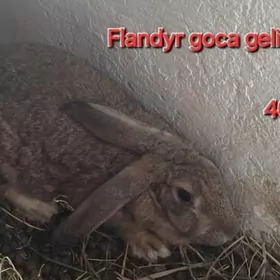 Flandyr Velikan towşanlar