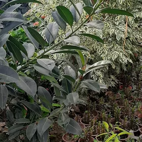 ГУЛЛЕР GÜLLER