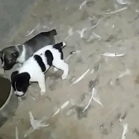 alabay urkaçy güjikler mugut